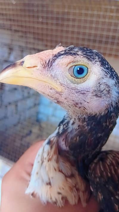 aseel chicks forsale