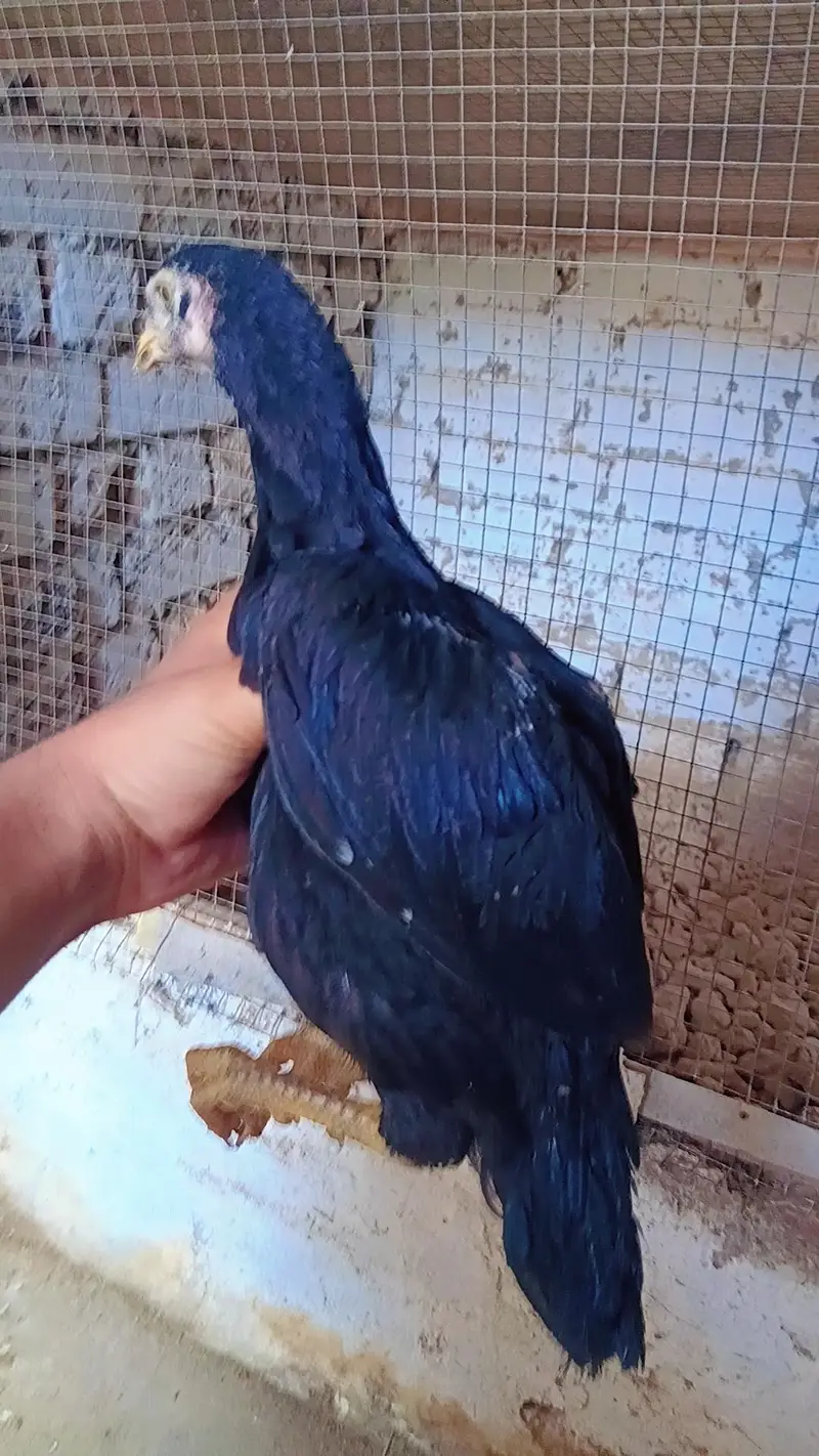 aseel chicks forsale — photo 2
