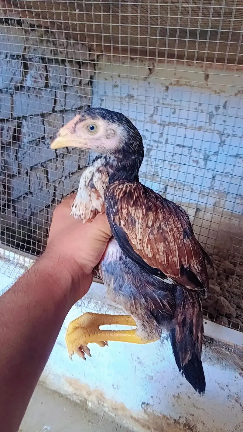 aseel chicks forsale — photo 3
