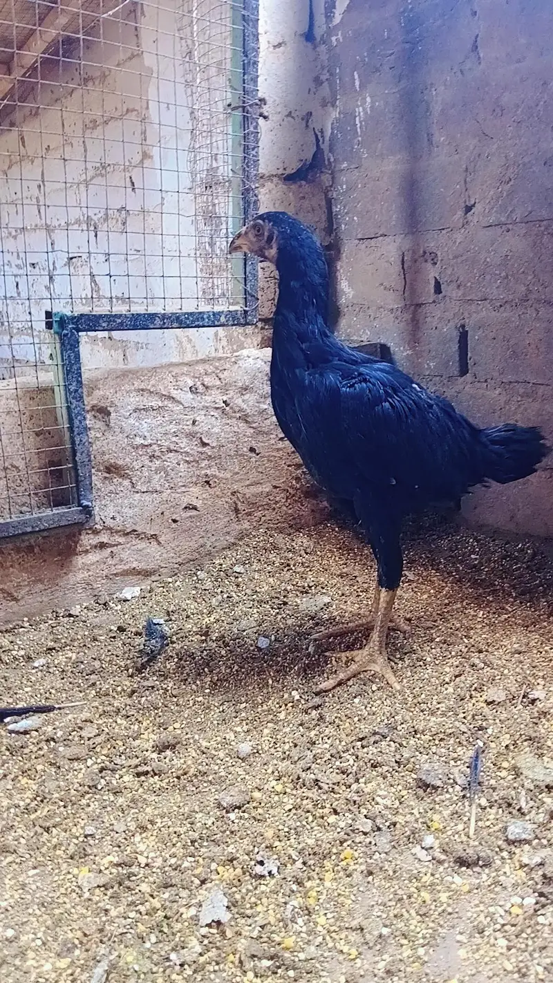 aseel chicks forsale — photo 4