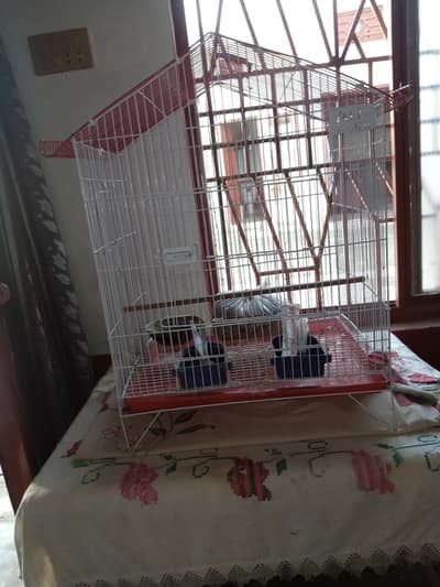 raw paroot pair k cage