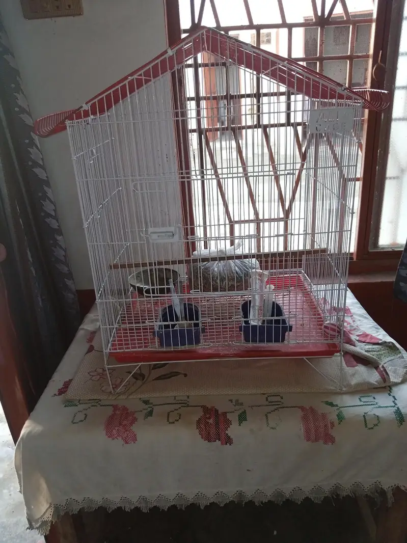 raw paroot pair k cage — photo 2