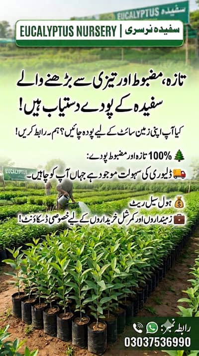 Sufaidah Plants For Sale - سفیدہ کے پودے ہول سیل ریٹ پر
