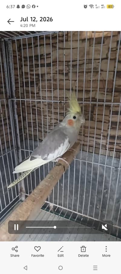 cocktail breeder pair