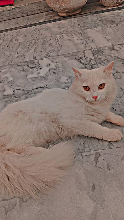 Persian female kitten  | white colour | Double coat