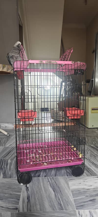 Parrot Cage for Raw, African Gray Parrots & Others