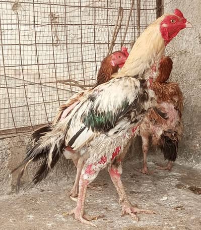 Aseel Murgha with 2 Murghi (03043408521)