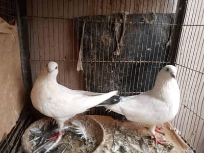 KALDUMA BREEDER PAIR