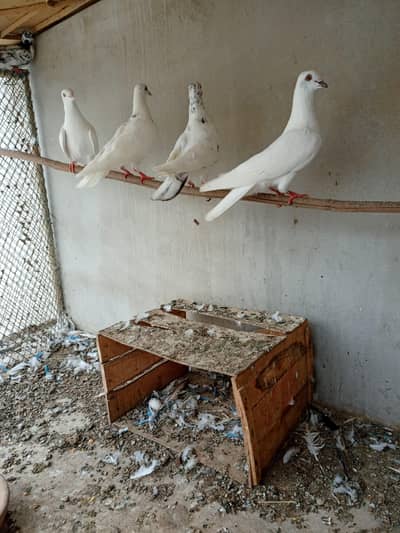 pigeons for sell