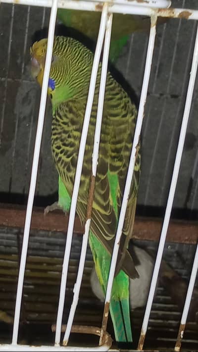 1 pear budgie perat