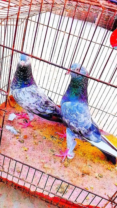 zeerah pair for sail WhatsApp number 03420551556
