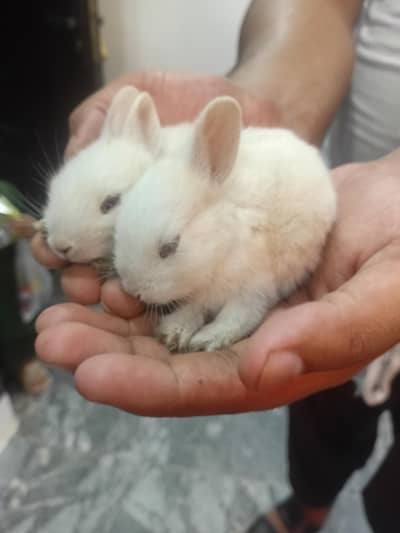 Rabit ka babys Red and black eyes