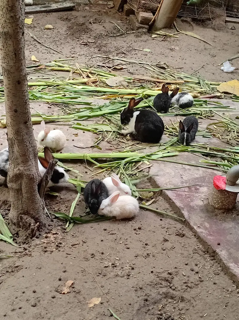 Rabit ka babys Red and black eyes — photo 2