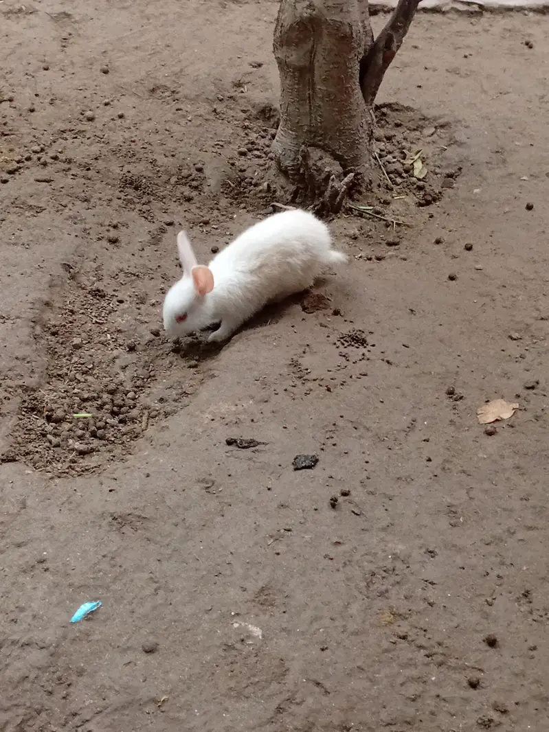 Rabit ka babys Red and black eyes — photo 3