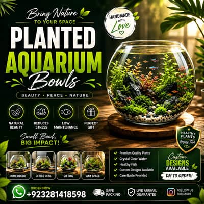 Premium Round Fish Bowl Aquarium Setup – Healthy Fish Included
