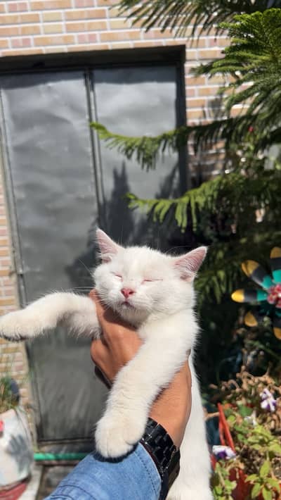 persain cats baby triple corted 3 month age trained