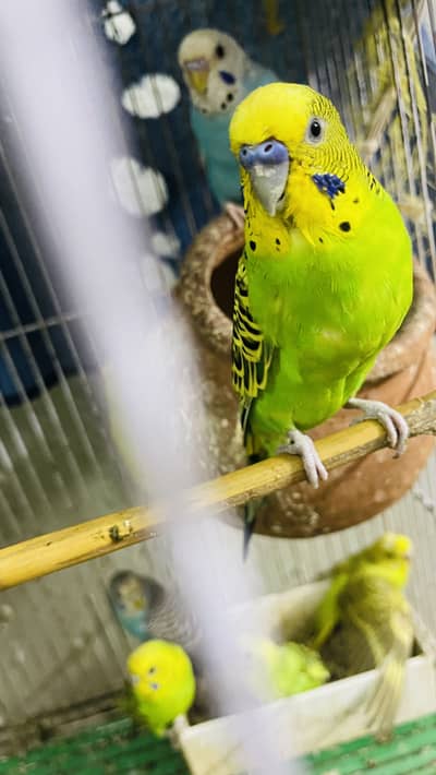 15 budgies for sale