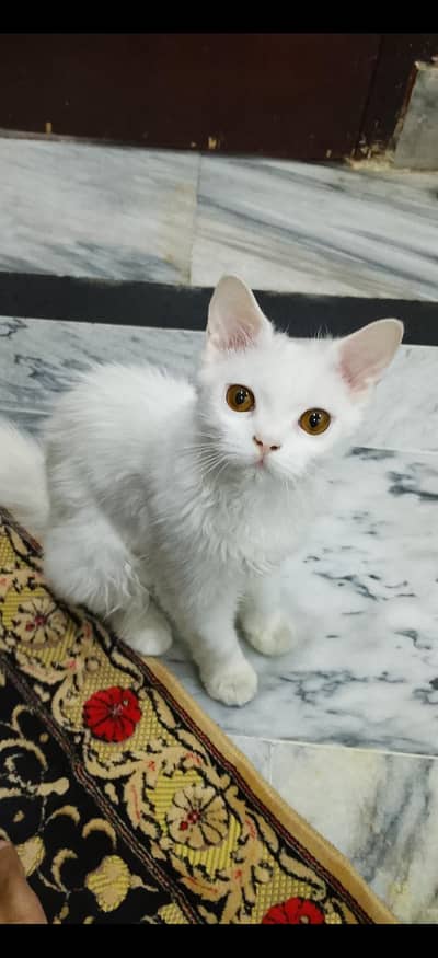 A Beautiful female Persian cat for sale