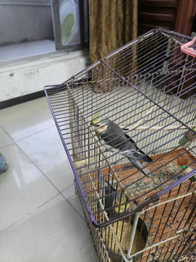Cocktail Parrot for Sale