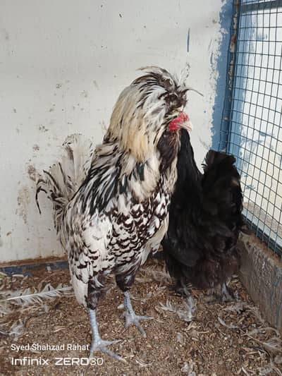 silver polish male