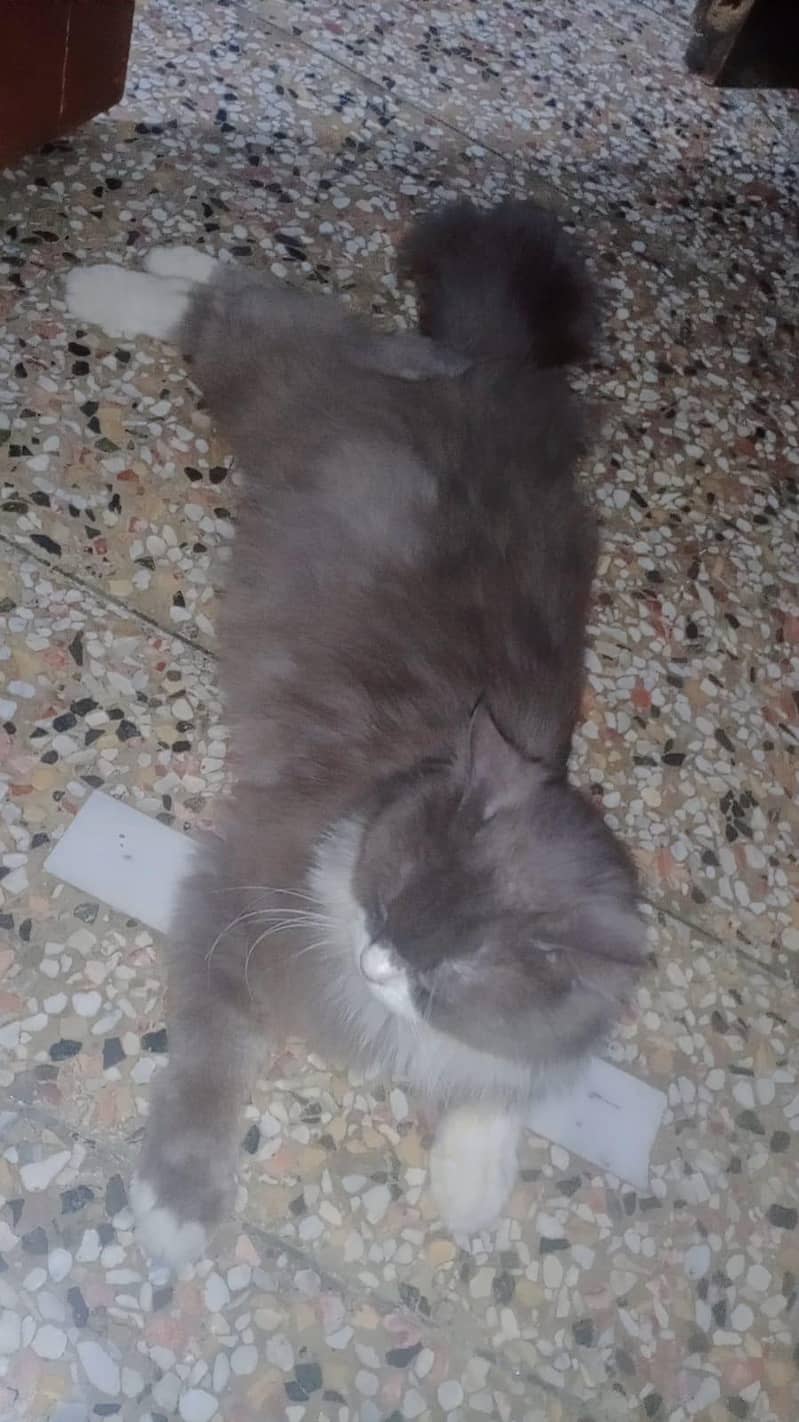 persion kitten 0