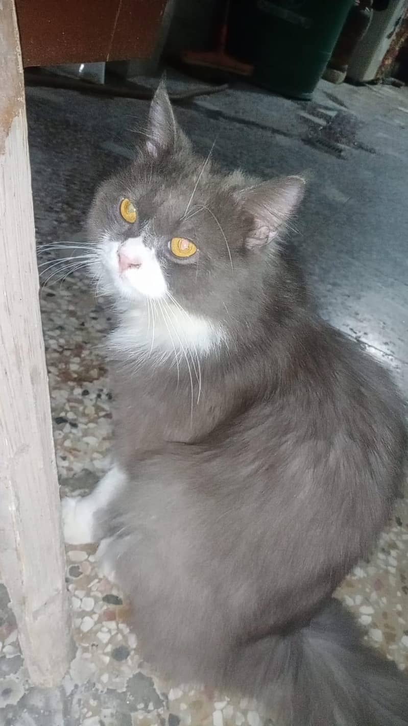 persion kitten 2