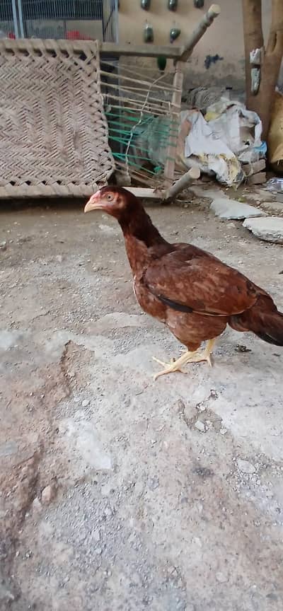 Aseel hens murgi