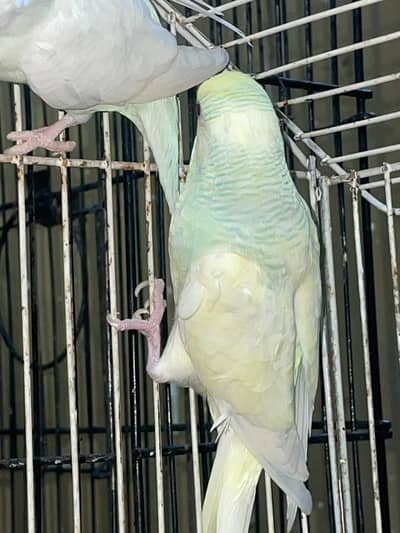budgies