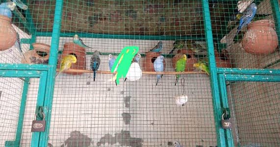 Australian parrot