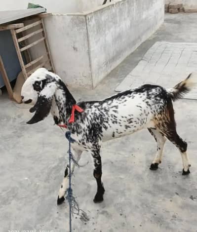 Makki cheena 2 dant bakri for sale 0/3/1/5/2/8/2/2/7/2/2