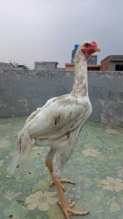 Quality breed Patha long height  parent pick attached