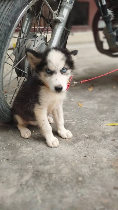 Siberian Husky Puppies for sale
