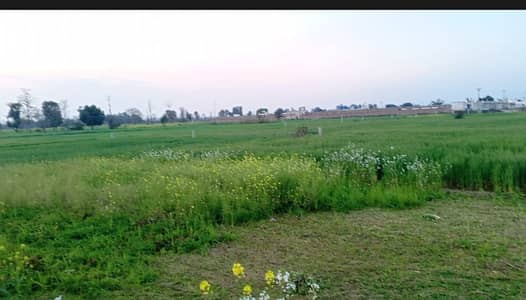 Eight Acre Agriculture Land Also Semi Commercial For Sale Near Ferozpure ROAD LAHORE