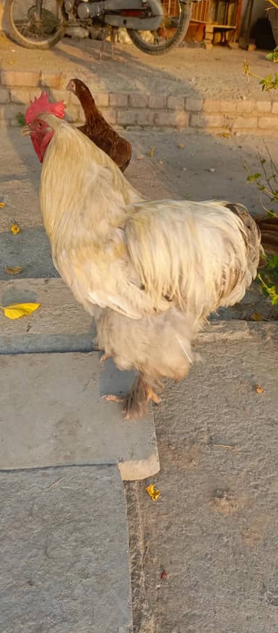 Brahma male