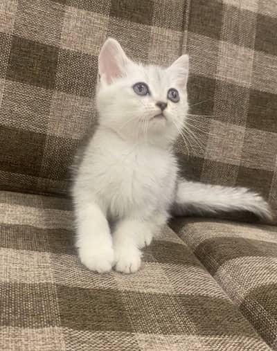 British Shorthair | Purebred