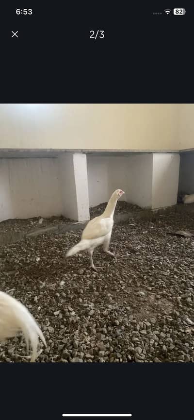 White aseel 1 + 2 set breeder 1 male 2 females and 1 pthi 2000 ki whte
