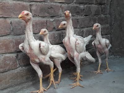 white shamo chicks