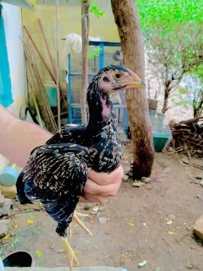 aseel chicks age 5 month beautiful two pair malir Kala board location