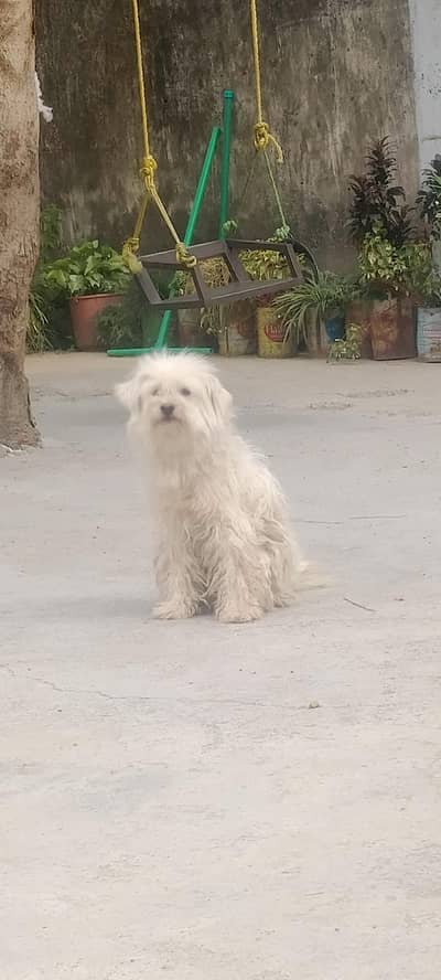 dog for sale 03445485819