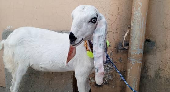 Rajanpuri Ablak print goat for sale , Goat ,Bakri
