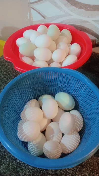 Desi Eggs