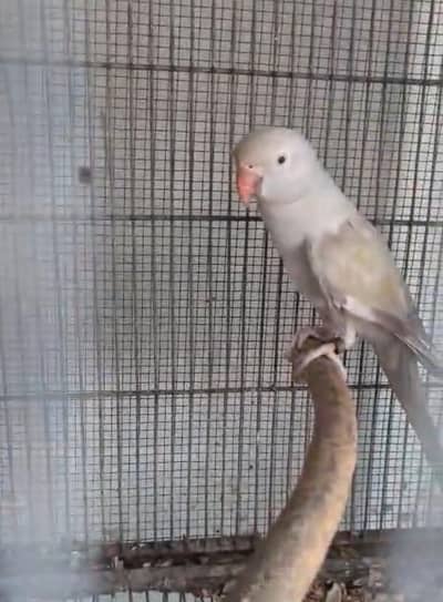 Gray Turquoise Female