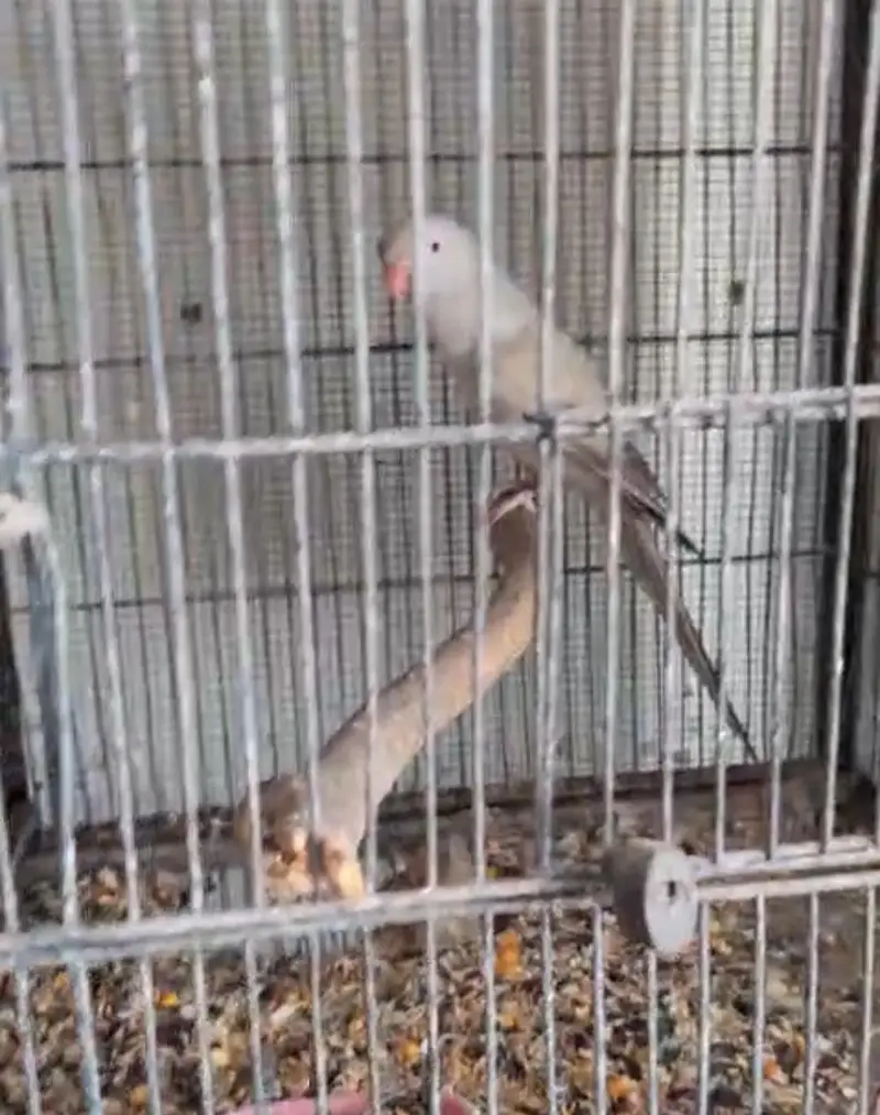 Gray Turquoise Female — photo 2