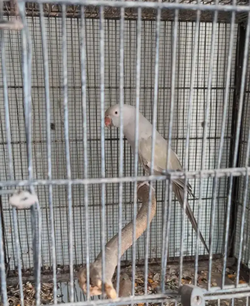 Gray Turquoise Female — photo 3