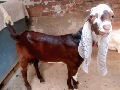 Pure Gulabi andu Bakra for sale
