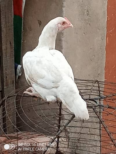 Aseel white murgi  female  for sale 0333_470'73-96