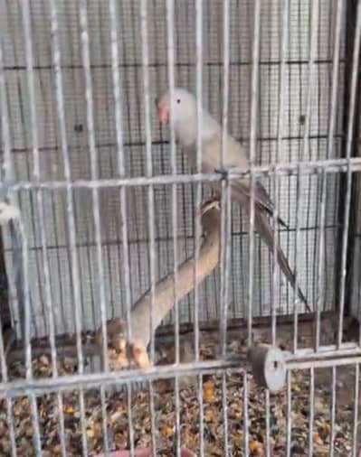 Gray Turquoise Female