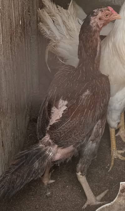 Healthy Kurak Hen for Sale