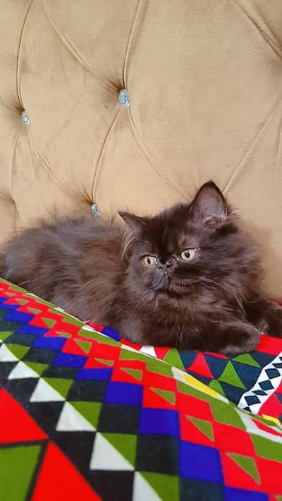 peki face Male kitten #age 2 month 15 days.