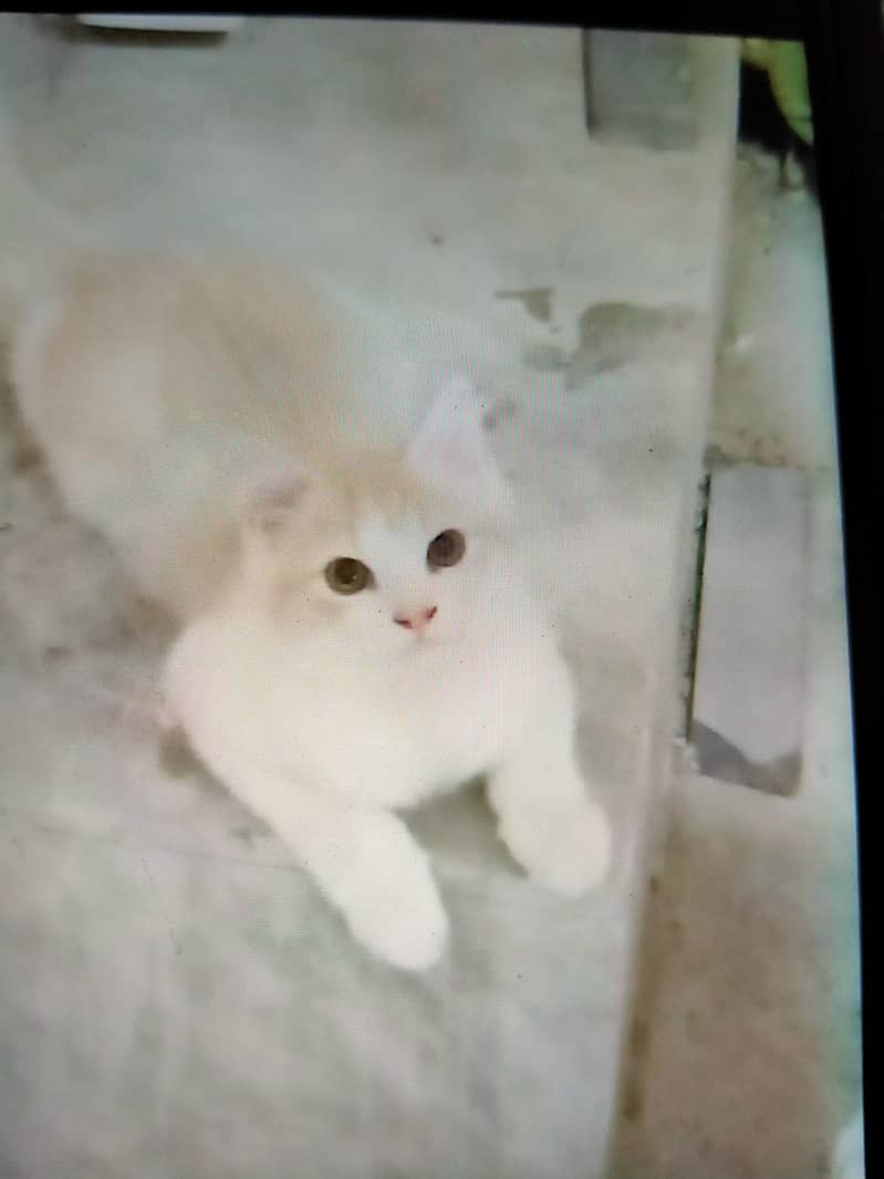 persian cat double cod 0